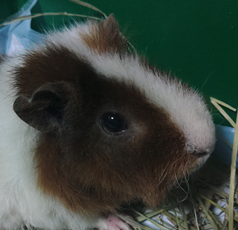 こころみたすペット思い出セレモニーにて葬儀したペットちゃん | チャラちゃん