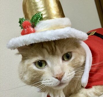 こころみたすペット思い出セレモニーにて葬儀したペットちゃん | コテツくん