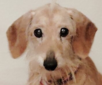 こころみたすペット思い出セレモニーにて葬儀したペットちゃん | はなちゃん