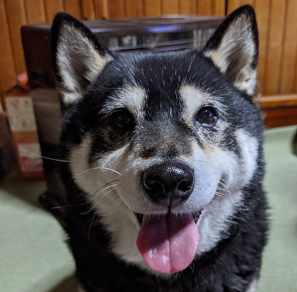 こころみたすペット思い出セレモニーにて葬儀したペットちゃん | そらちゃん