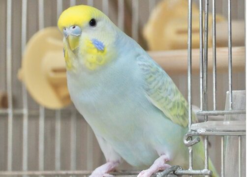 こころみたすペット思い出セレモニーにて葬儀したペットちゃん | ぽーちゃん