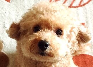 こころみたすペット思い出セレモニーにて葬儀したペットちゃん | リーベンくん