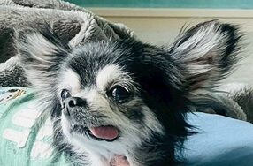 レンくん | こころみたす ペット思い出セレモニー