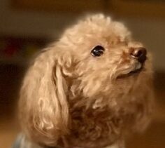 こころみたすペット思い出セレモニーにて葬儀したペットちゃん | はなちゃん