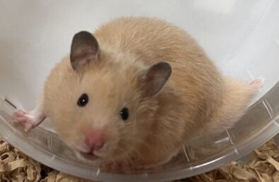 こころみたすペット思い出セレモニーにて葬儀したペットちゃん | だんごくん