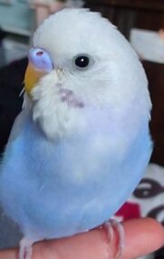 こころみたすペット思い出セレモニーにて葬儀したペットちゃん | ライスくん