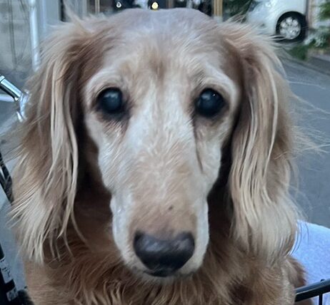 金太くん | こころみたす ペット思い出セレモニー