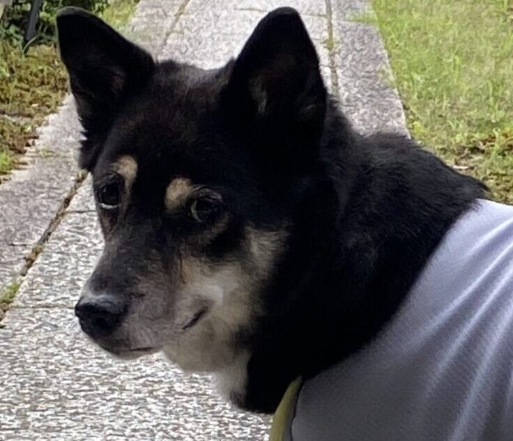 こころみたすペット思い出セレモニーにて葬儀したペットちゃん | ナツちゃん