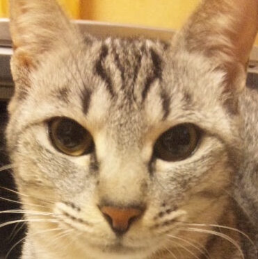 こころみたすペット思い出セレモニーにて葬儀したペットちゃん | いちごちゃん