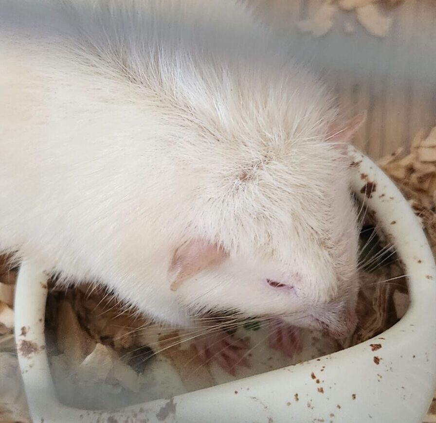 こころみたすペット思い出セレモニーにて葬儀したペットちゃん | モカくん