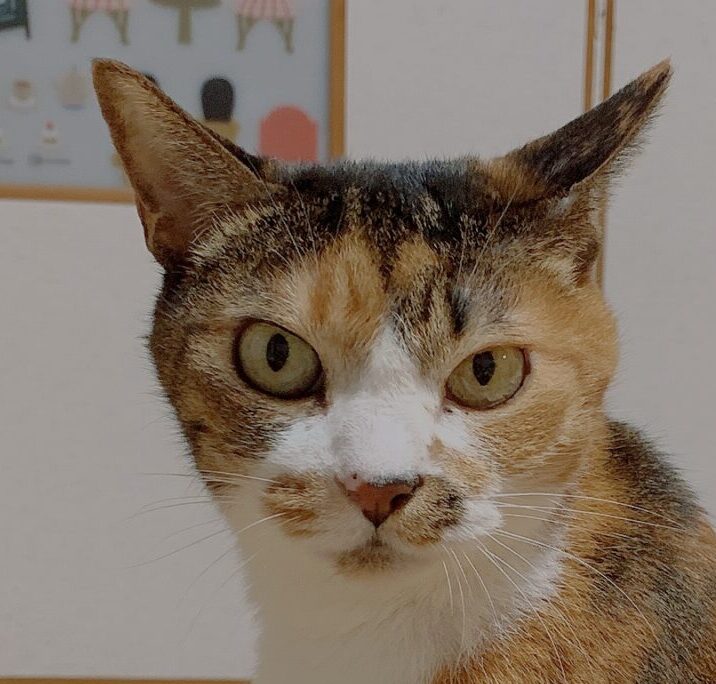 こころみたすペット思い出セレモニーにて葬儀したペットちゃん | ちゃちゃちゃん