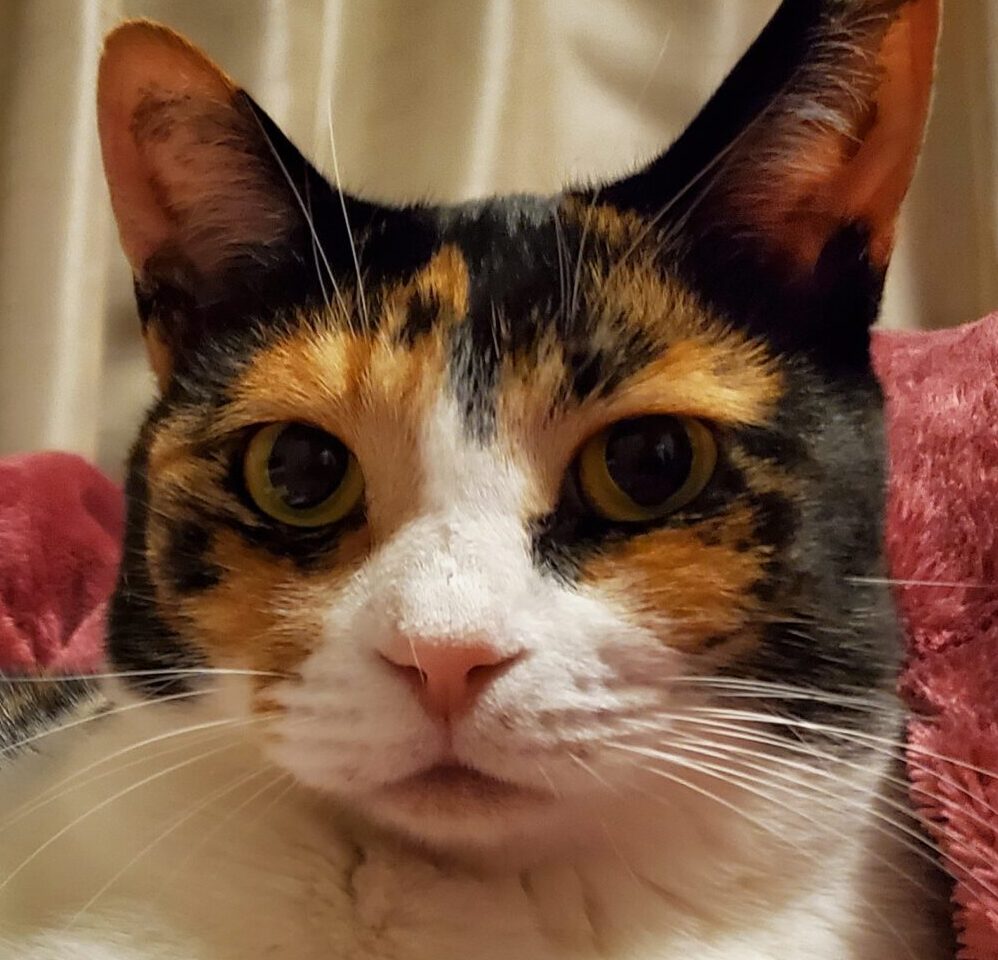 こころみたすペット思い出セレモニーにて葬儀したペットちゃん | ちくわちゃん