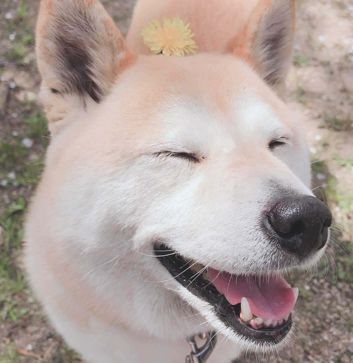 こころみたすペット思い出セレモニーにて葬儀したペットちゃん | ハルちゃん