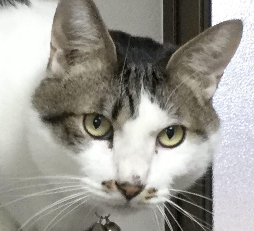 こころみたすペット思い出セレモニーにて葬儀したペットちゃん | よんくん