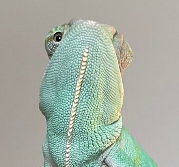 こころみたすペット思い出セレモニーにて葬儀したペットちゃん | パスカルくん