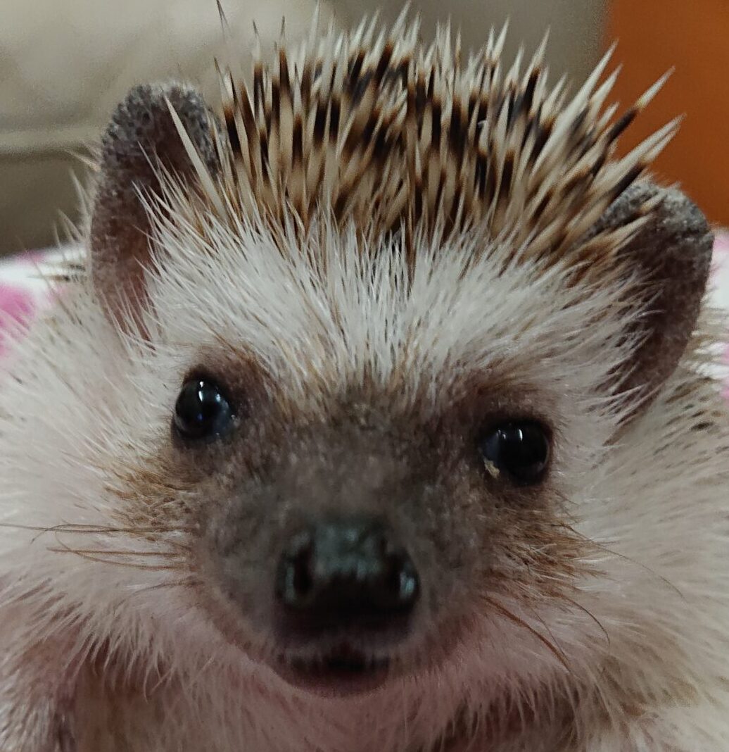 こころみたすペット思い出セレモニーにて葬儀したペットちゃん | ポンちゃん