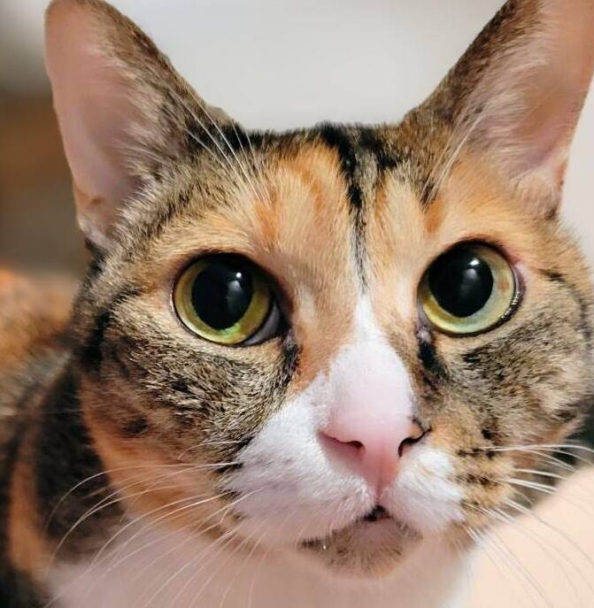 こころみたすペット思い出セレモニーにて葬儀したペットちゃん | ミニちゃん