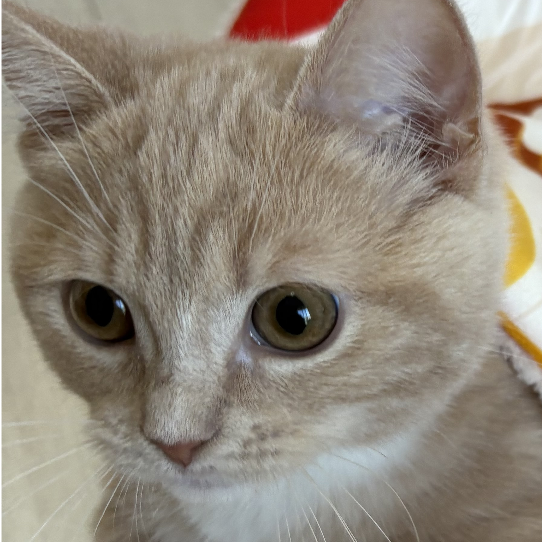 こころみたすペット思い出セレモニーにて葬儀したペットちゃん | たゆ汰くん