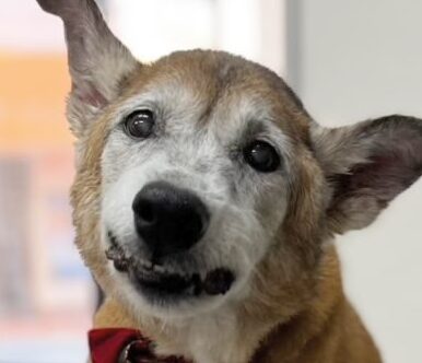 こころみたすペット思い出セレモニーにて葬儀したペットちゃん | ダイヤモンドちゃん