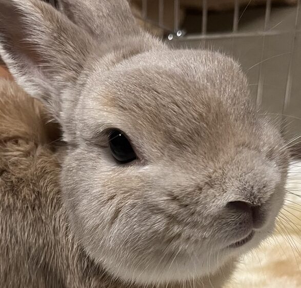 こころみたすペット思い出セレモニーにて葬儀したペットちゃん | リングくん