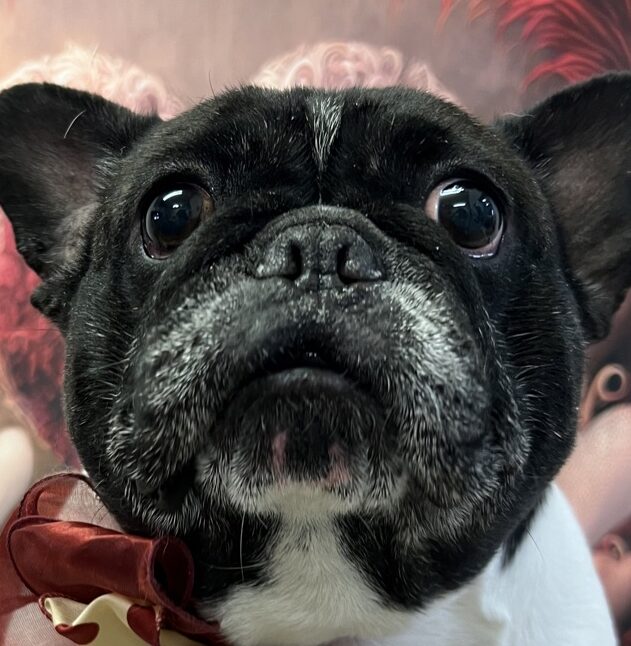 こころみたすペット思い出セレモニーにて葬儀したペットちゃん | むぎおくん