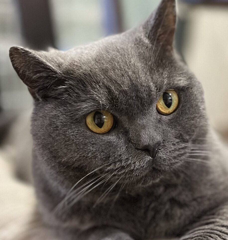 こころみたすペット思い出セレモニーにて葬儀したペットちゃん | クロくん