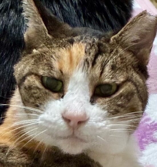 こころみたすペット思い出セレモニーにて葬儀したペットちゃん | たまちゃん