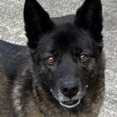 こころみたすペット思い出セレモニーにて葬儀したペットちゃん | ジェイクくん