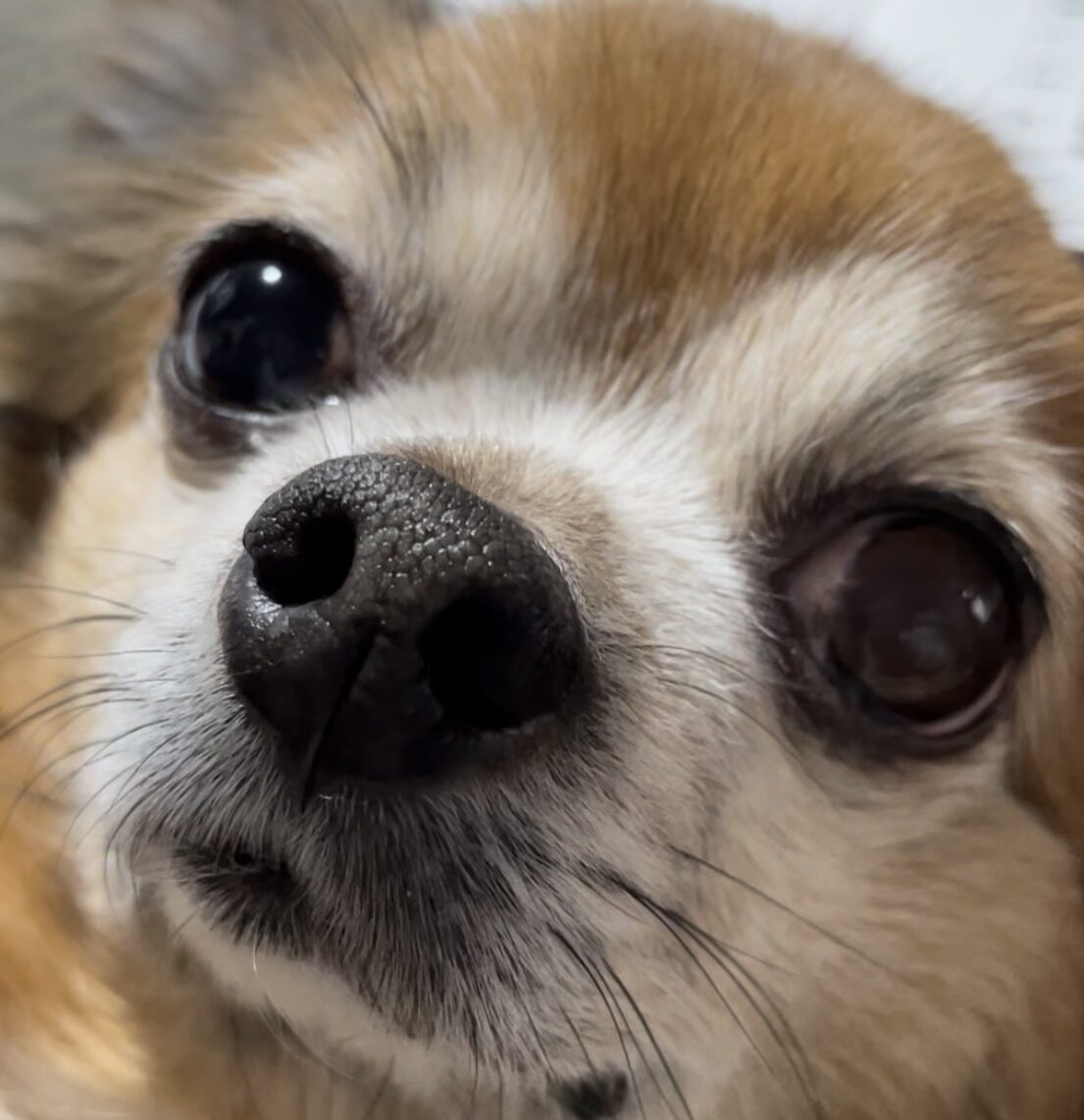 こころみたすペット思い出セレモニーにて葬儀したペットちゃん | しゅうくん