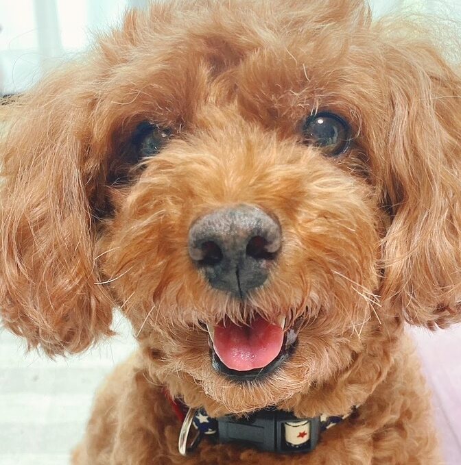 こころみたすペット思い出セレモニーにて葬儀したペットちゃん | ももちゃん