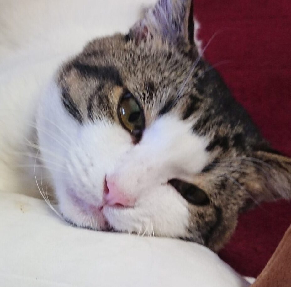 こころみたすペット思い出セレモニーにて葬儀したペットちゃん | ウニャくん