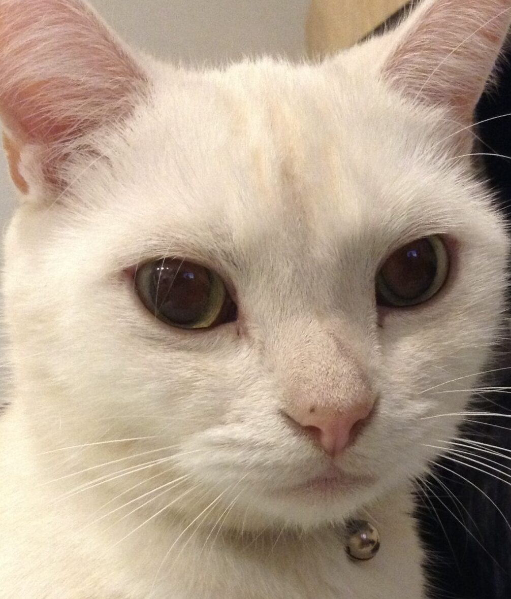 こころみたすペット思い出セレモニーにて葬儀したペットちゃん | ミルくん