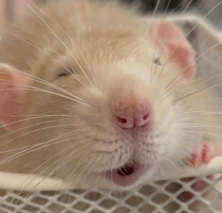 こころみたすペット思い出セレモニーにて葬儀したペットちゃん | ぐりくん