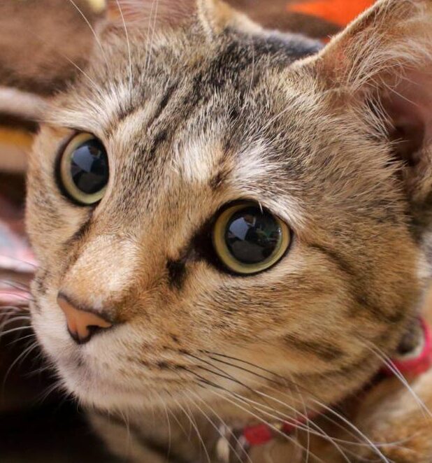 こころみたすペット思い出セレモニーにて葬儀したペットちゃん | テトちゃん