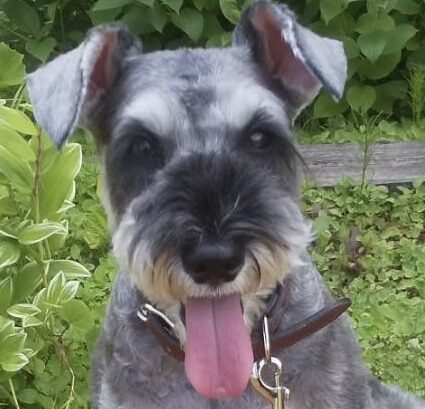 こころみたすペット思い出セレモニーにて葬儀したペットちゃん | ノイアーくん