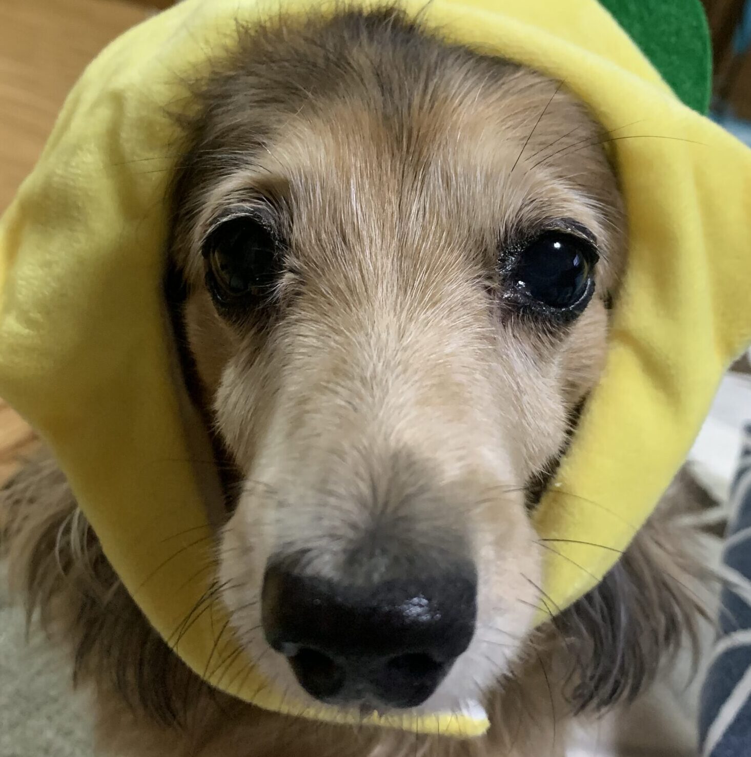 こころみたすペット思い出セレモニーにて葬儀したペットちゃん | クッキーちゃん