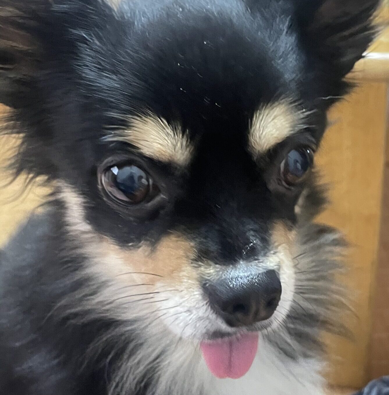 こころみたすペット思い出セレモニーにて葬儀したペットちゃん | ベルちゃん