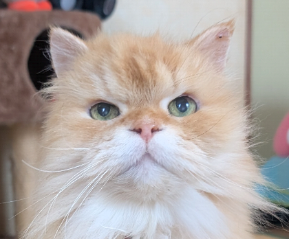 こころみたすペット思い出セレモニーにて葬儀したペットちゃん | 小判くん