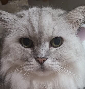 こころみたすペット思い出セレモニーにて葬儀したペットちゃん | ミーミーくん