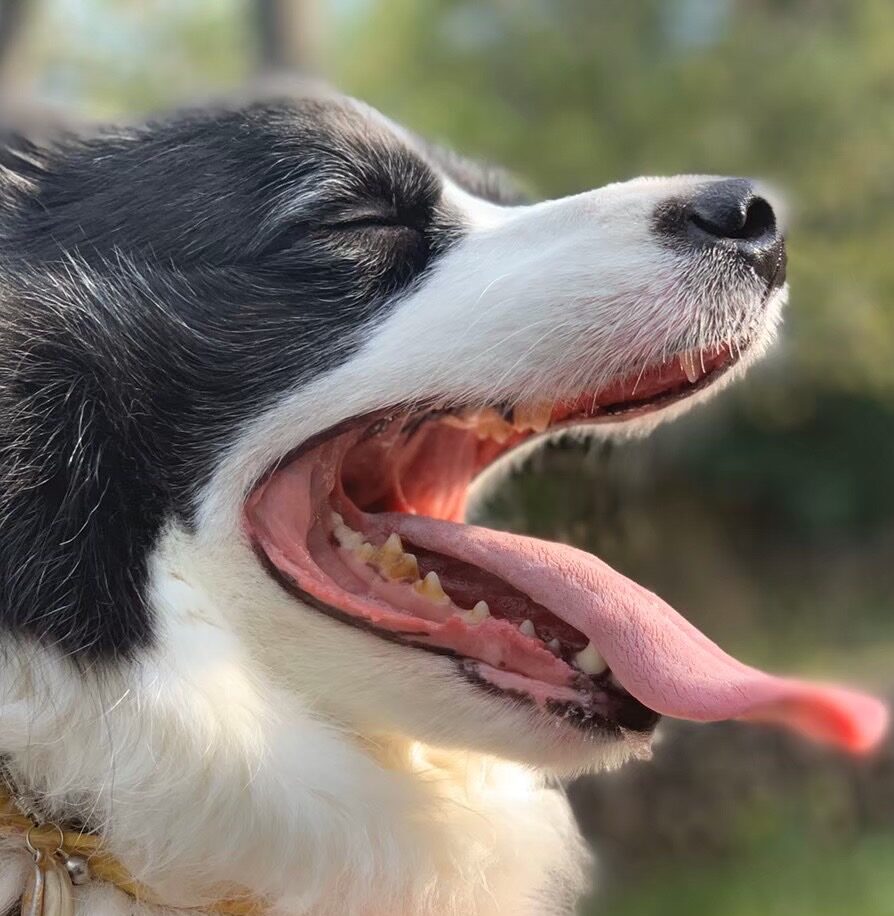 こころみたすペット思い出セレモニーにて葬儀したペットちゃん | カクくん