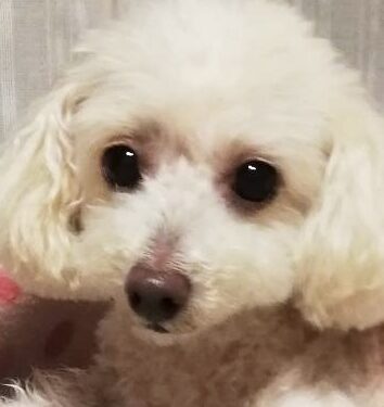 こころみたすペット思い出セレモニーにて葬儀したペットちゃん | ナナちゃん