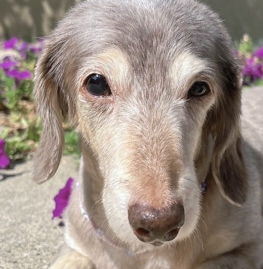 こころみたすペット思い出セレモニーにて葬儀したペットちゃん | ココアちゃん