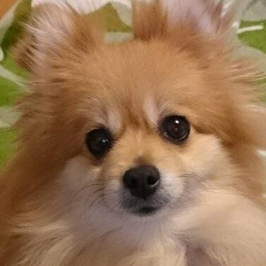 こころみたすペット思い出セレモニーにて葬儀したペットちゃん | ちぃちゃん