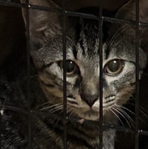 こころみたすペット思い出セレモニーにて葬儀したペットちゃん | 平次くん