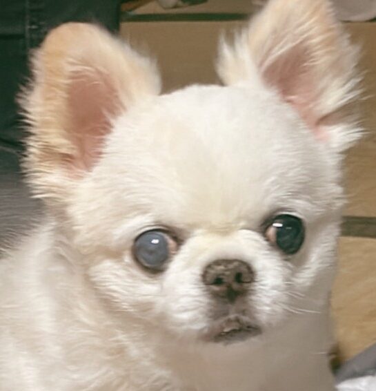 こころみたすペット思い出セレモニーにて葬儀したペットちゃん | サウンくん