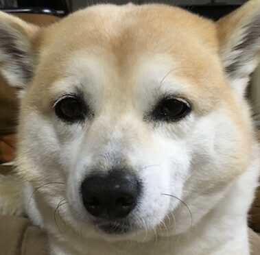 こころみたすペット思い出セレモニーにて葬儀したペットちゃん | クレアちゃん