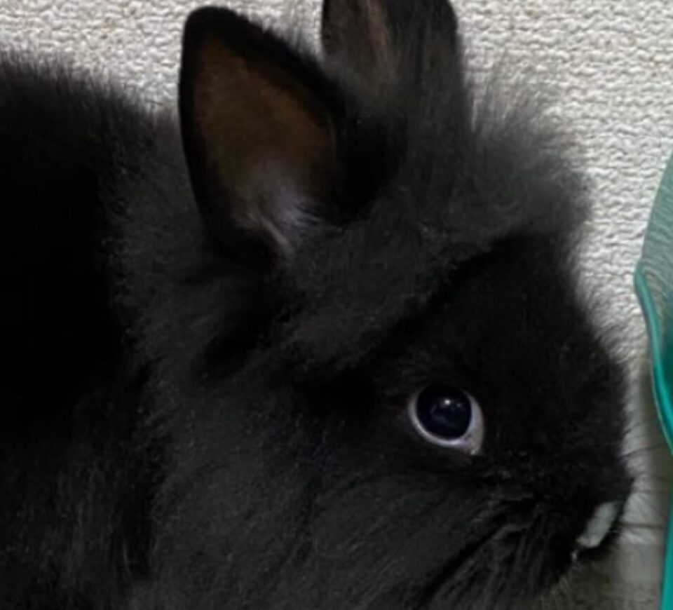 こころみたすペット思い出セレモニーにて葬儀したペットちゃん | ジジくん