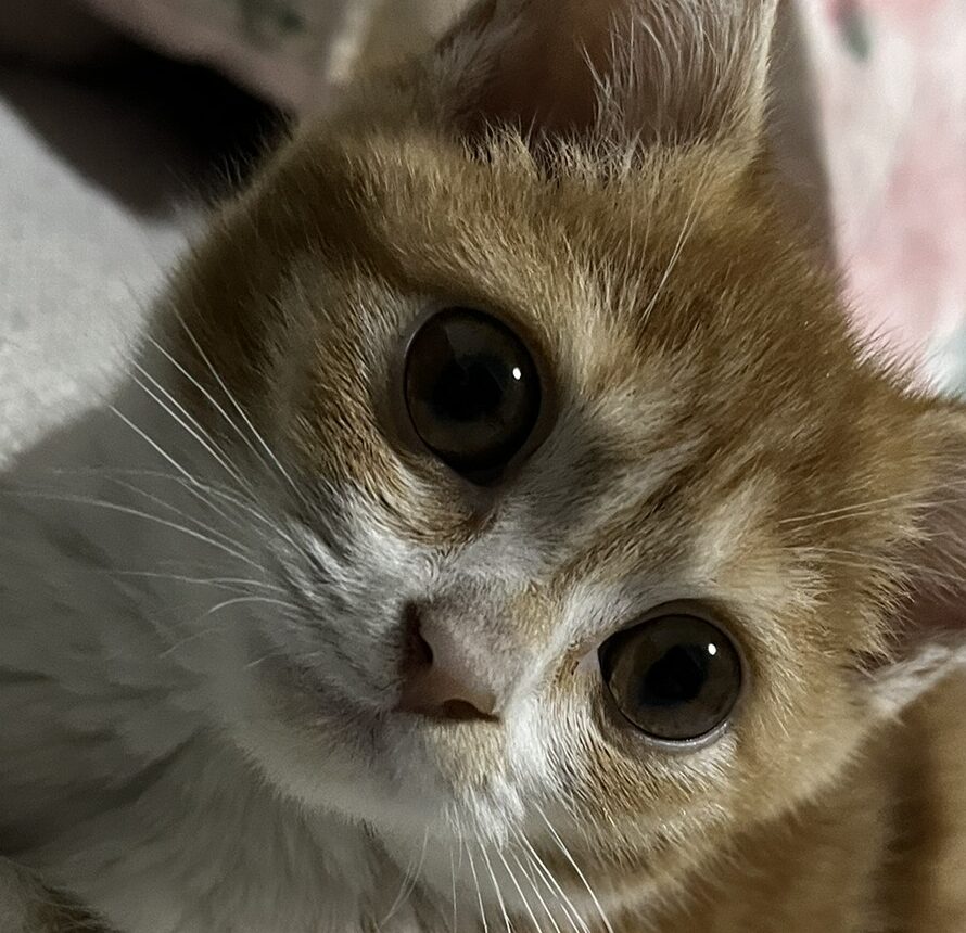 こころみたすペット思い出セレモニーにて葬儀したペットちゃん | 歌丸くん