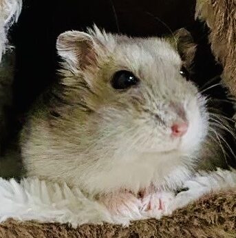 こころみたすペット思い出セレモニーにて葬儀したペットちゃん | ごんじろうくん