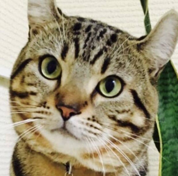 こころみたすペット思い出セレモニーにて葬儀したペットちゃん | キン太くん